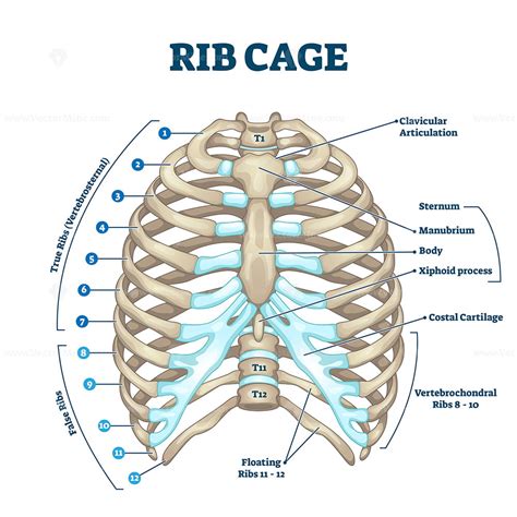 how many ribs in rib cage|The Ribs: Location, Anatomy, Functions, & Labeled Diagram.